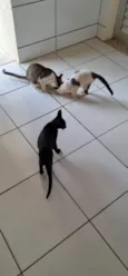 Fininha, pretinho e manchinha