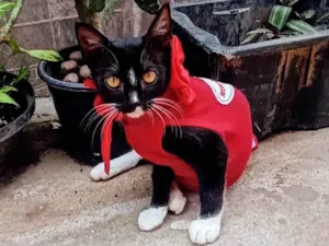 Gato raça SRD-ViraLata idade 2 a 6 meses nome Frajola 