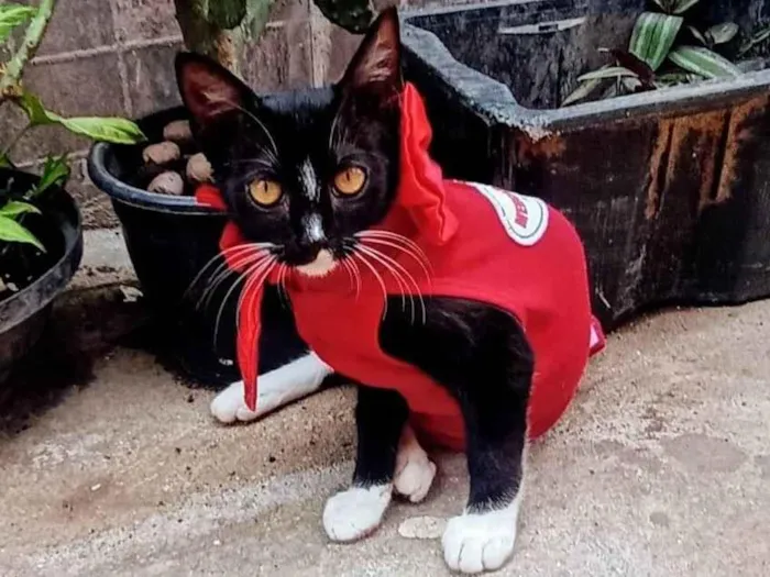 Gato ra a SRD-ViraLata idade 2 a 6 meses nome Frajola 