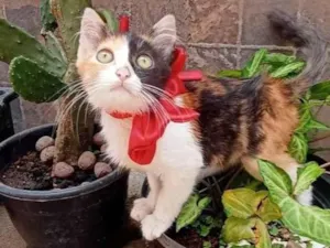 Gato raça SRD-ViraLata idade Abaixo de 2 meses nome Tricolor 