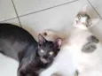 Fininha, pretinho e manchinha