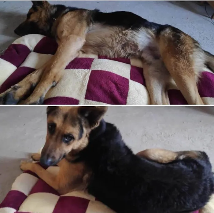 Gato ra a SRD-ViraLata idade 2 a 6 meses nome Frajola 