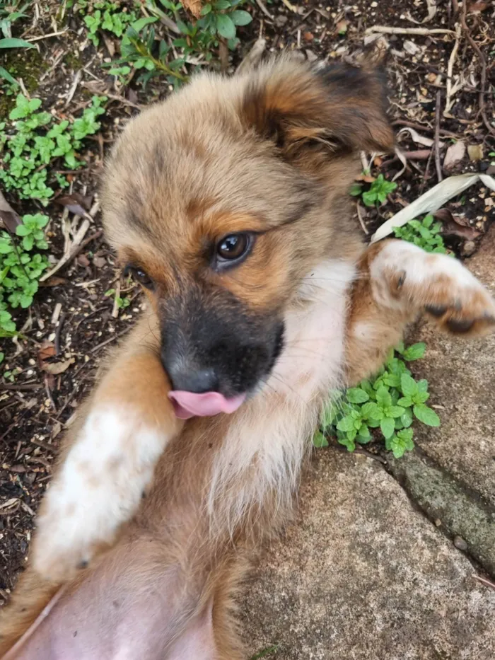 Cachorro ra a SRD-ViraLata idade Abaixo de 2 meses nome Não tem nome ainda 2