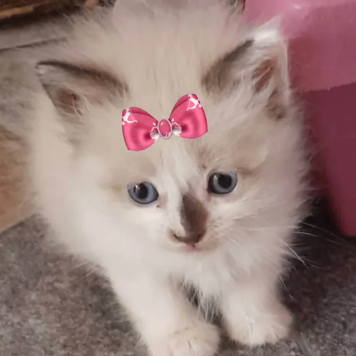 Gato ra a Mestica  idade 2 a 6 meses nome Cristal 