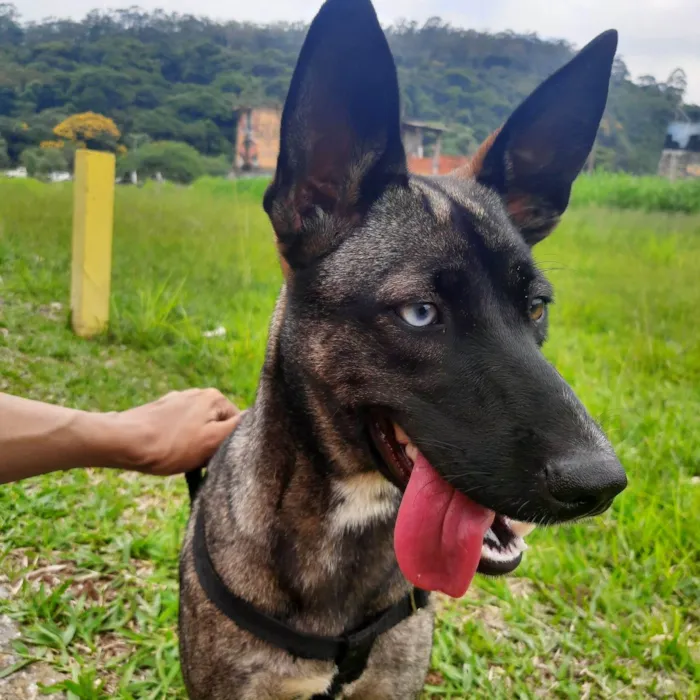 Cachorro ra a SRD-ViraLata idade 1 ano nome Paçoca 