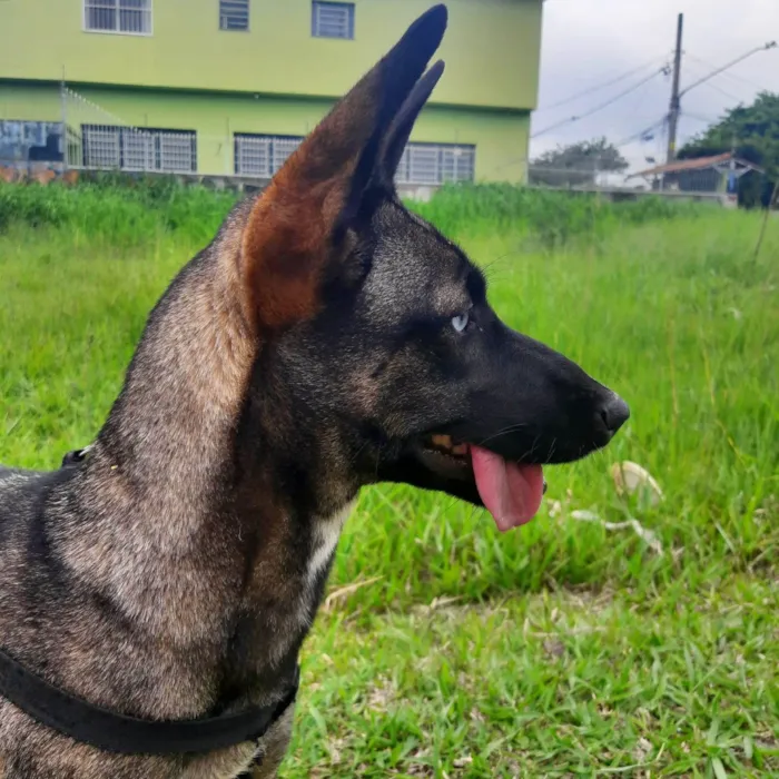 Cachorro ra a SRD-ViraLata idade 1 ano nome Paçoca 