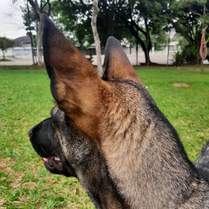 Cachorro ra a SRD-ViraLata idade 1 ano nome Paçoca 