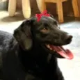Amora