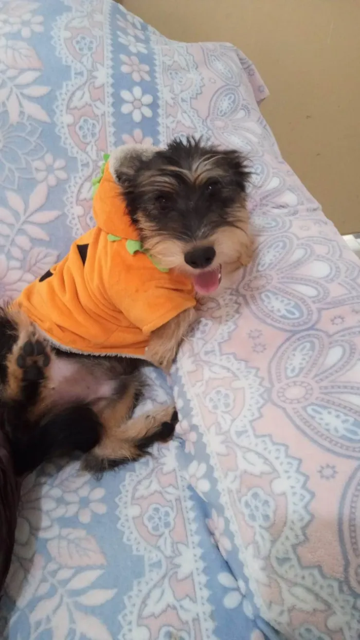 Cachorro ra a SRD-ViraLata idade 2 a 6 meses nome Rick
