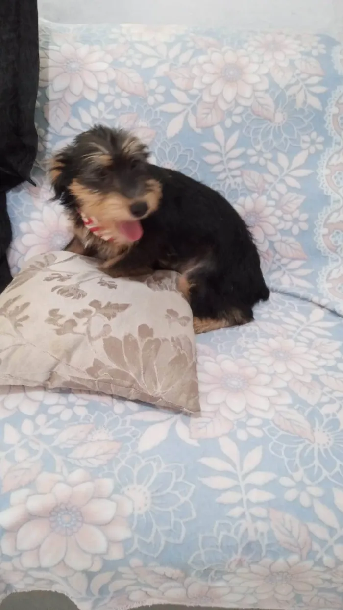 Cachorro ra a SRD-ViraLata idade 2 a 6 meses nome Rick