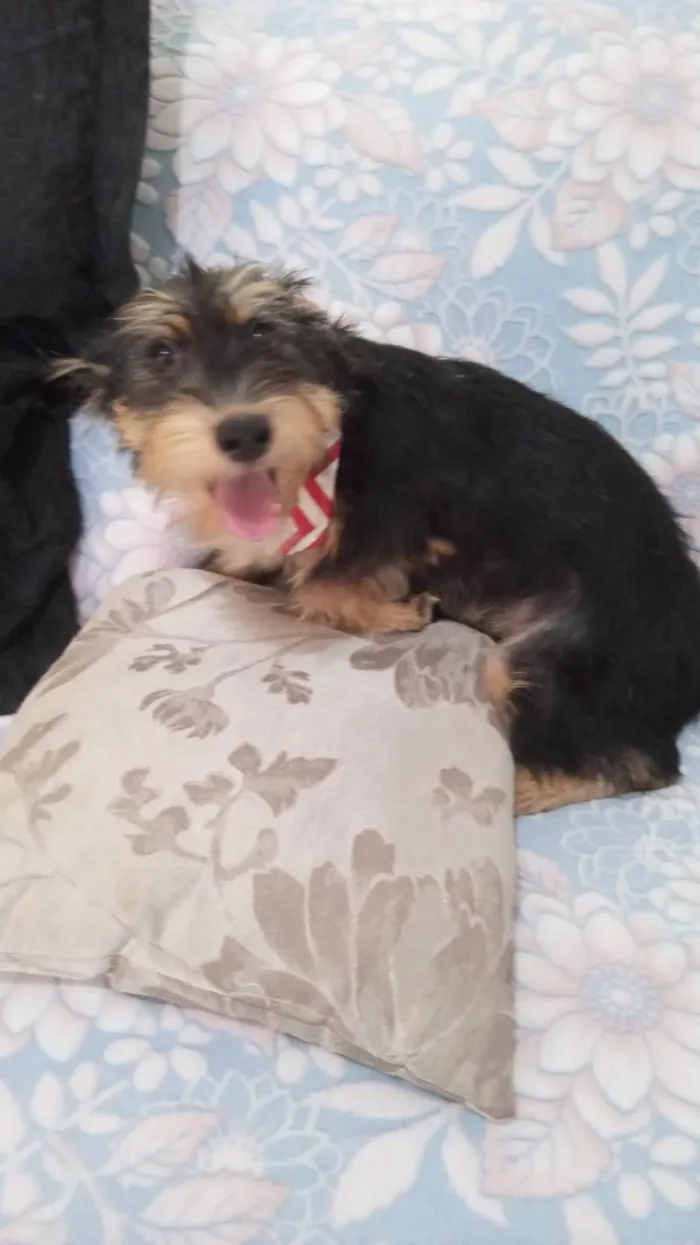 Cachorro ra a SRD-ViraLata idade 2 a 6 meses nome Rick
