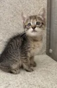 Esmeralda