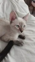 Pedroca