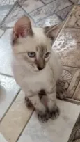 Pedroca