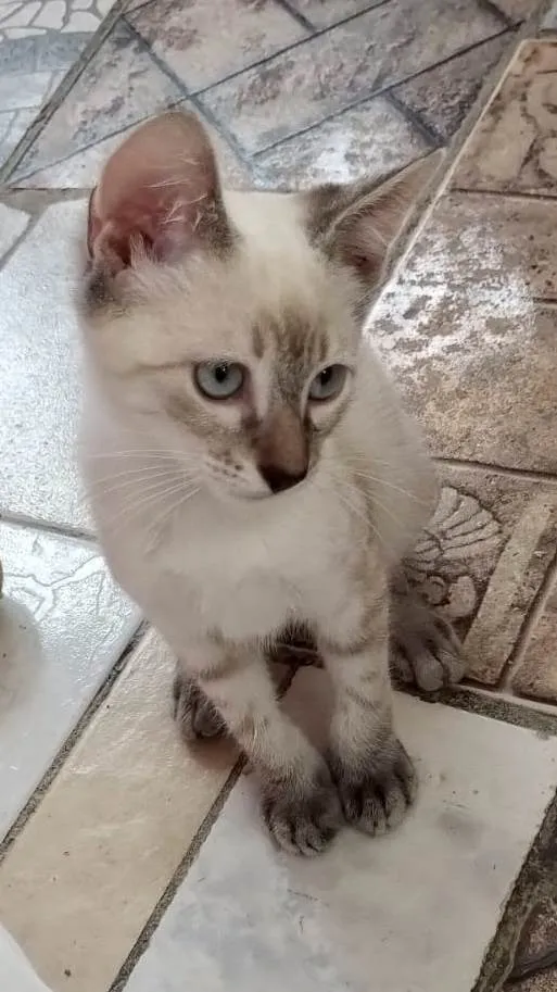 Gato ra a Srd idade Abaixo de 2 meses nome Pedroca