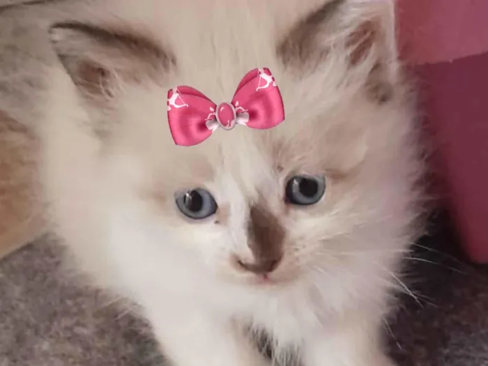 Gato ra a Mestica  idade 2 a 6 meses nome Cristal 