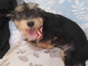 Cachorro raça SRD-ViraLata idade 2 a 6 meses nome Rick