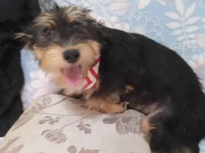 Cachorro ra a SRD-ViraLata idade 2 a 6 meses nome Rick