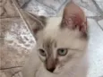 Pedroca