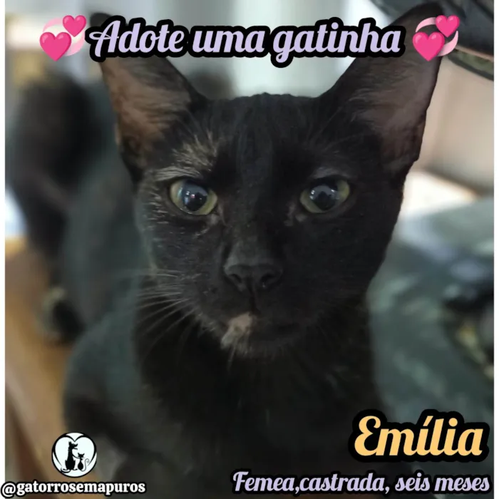 Gato ra a SRD-ViraLata idade 1 ano nome Emilia