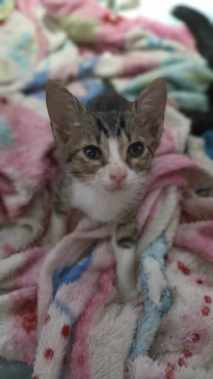 Gato ra a SRD-ViraLata idade 2 a 6 meses nome Lino