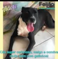 Feijao