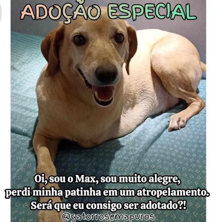 Cachorro ra a SRD-ViraLata idade 1 ano nome Max