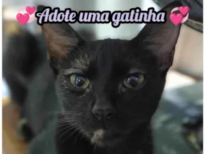 Gato raça SRD-ViraLata idade 1 ano nome Emilia