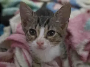 Gato raça SRD-ViraLata idade 2 a 6 meses nome Lino