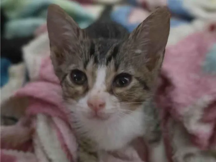 Gato ra a SRD-ViraLata idade 2 a 6 meses nome Lino