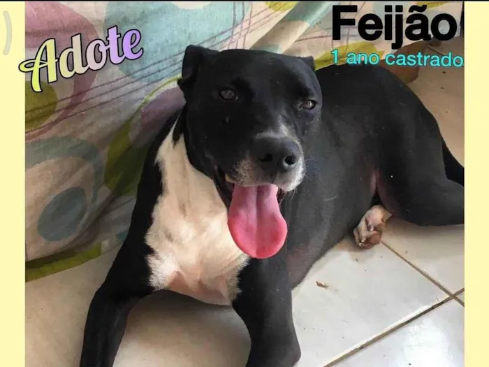 Cachorro ra a SRD-ViraLata idade 1 ano nome Feijao