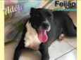 Feijao