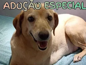 Cachorro raça SRD-ViraLata idade 1 ano nome Max