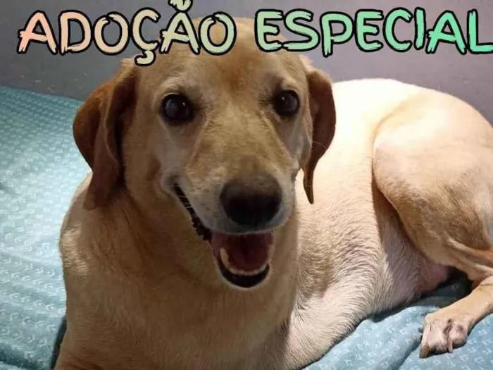 Cachorro ra a SRD-ViraLata idade 1 ano nome Max