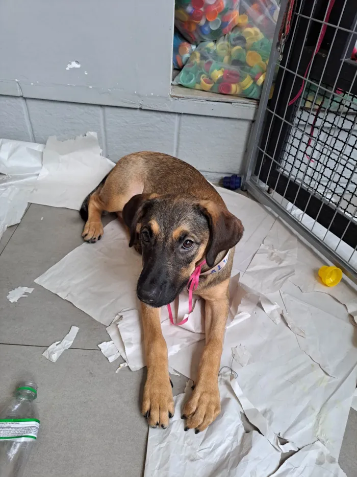 Cachorro ra a SRD-ViraLata idade 2 a 6 meses nome Pedrita 