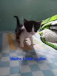 Coco