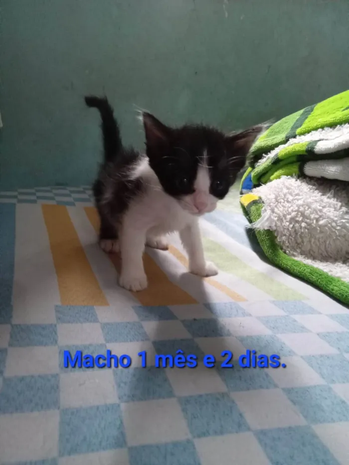 Gato ra a SRD-ViraLata idade Abaixo de 2 meses nome Coco