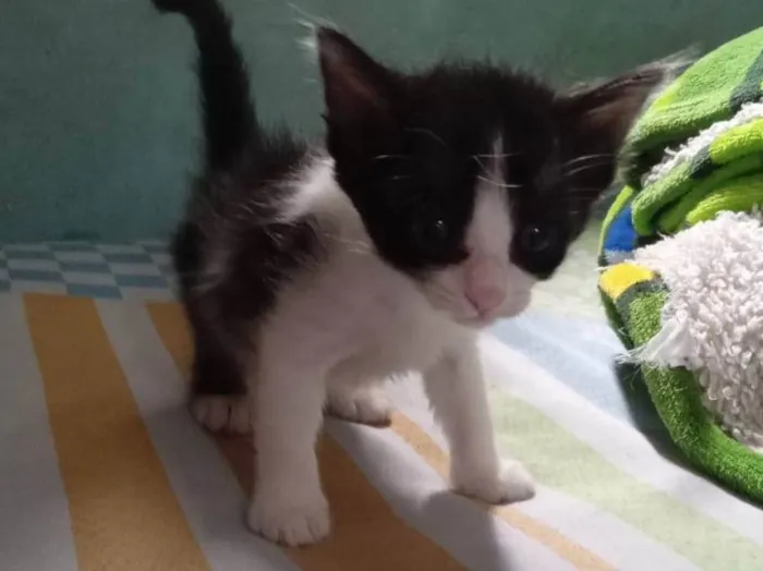Gato ra a SRD-ViraLata idade Abaixo de 2 meses nome Coco