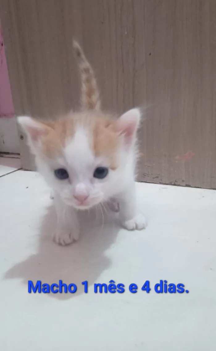 Gato ra a SRD-ViraLata idade Abaixo de 2 meses nome Sapoti