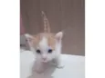 Sapoti