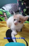 Pequi