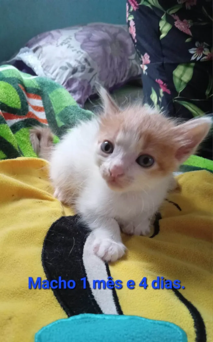 Gato ra a SRD-ViraLata idade Abaixo de 2 meses nome Pequi