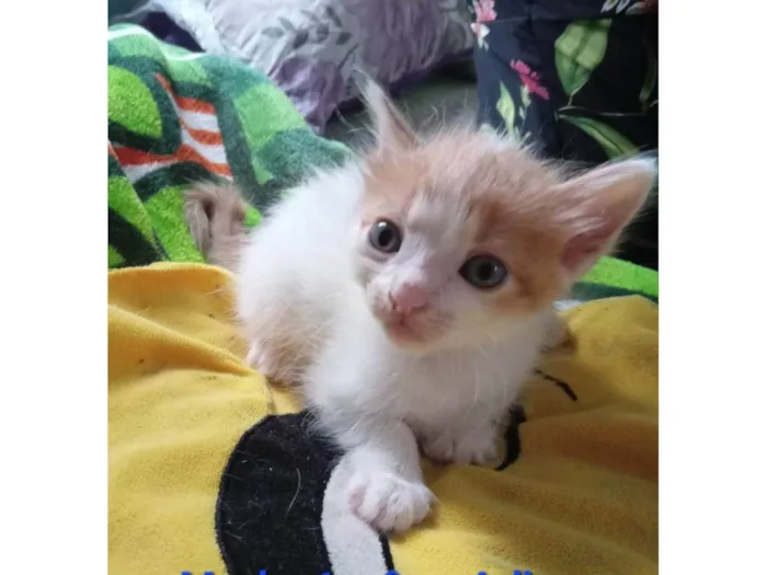 Gato ra a SRD-ViraLata idade Abaixo de 2 meses nome Pequi