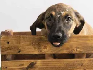 Cachorro raça SRD-ViraLata idade 2 a 6 meses nome Pedrita 
