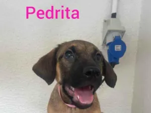 Cachorro raça SRD-ViraLata idade 2 a 6 meses nome Pedrita 