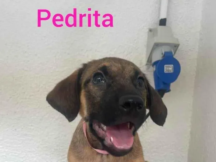 Cachorro ra a SRD-ViraLata idade 2 a 6 meses nome Pedrita 