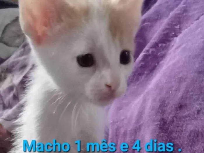Gato ra a SRD-ViraLata idade Abaixo de 2 meses nome Fig