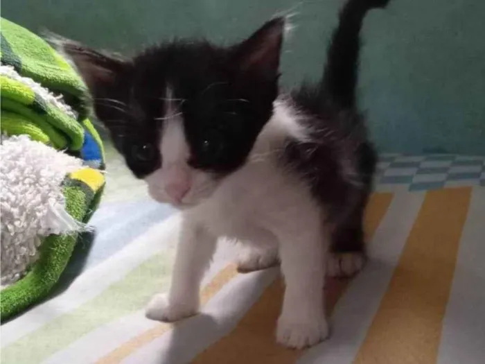 Gato ra a SRD-ViraLata idade Abaixo de 2 meses nome Coco