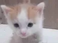 Sapoti