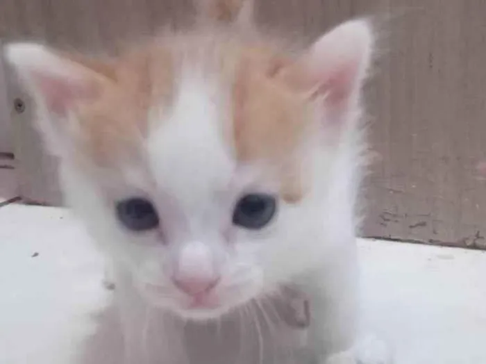 Gato ra a SRD-ViraLata idade Abaixo de 2 meses nome Sapoti
